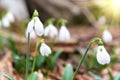 Snowdrops first spring flowers