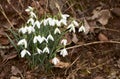 Snowdrops, the first spring wild flowers in the forest