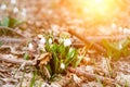 snowdrops first white crocus wild flowers early spring Royalty Free Stock Photo