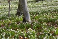 Snowdrops in flower in early Spring Royalty Free Stock Photo