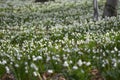 Snowdrops in flower in early Spring Royalty Free Stock Photo