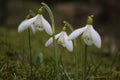 Snowdrops in grass Royalty Free Stock Photo