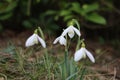 Snowdrops in grass Royalty Free Stock Photo