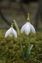 Snowdrops in grass Royalty Free Stock Photo