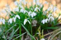 Snowdrops - Galanthus nivalis - flowering in spring Royalty Free Stock Photo