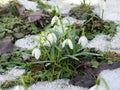 Snowdrops flowering from the snow