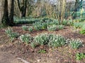 Snowdrops flowering among trees in a garden Royalty Free Stock Photo