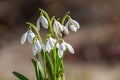 Snowdrops flowers with a bee