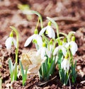 Snowdrops flowers Royalty Free Stock Photo