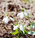 Snowdrops flowers Royalty Free Stock Photo