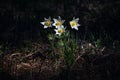 Snowdrops flowers of the forest in may, Russia Royalty Free Stock Photo