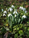 Snowdrops flowers (galanthus) outdoor in the garden in spring Royalty Free Stock Photo