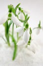 Snowdrops flowers growing from the snow Royalty Free Stock Photo