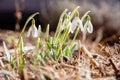 Snowdrops - flowers of love Royalty Free Stock Photo
