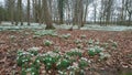 Snowdrops flowers with pheasant