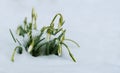 Snowdrops flowers in snow at early spring