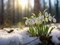 Snowdrops flowers on the snow of the forest