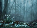 Snowdrops flowers in the snow in garden or forest. First wild flower in sunlight. Spring