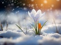 Snowdrops flowers on the snow in light of the sunset