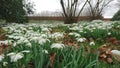 Snowdrops flowers spring close up 2