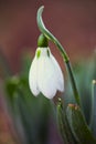 Snowdrops - Galanthus