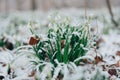 Snowdrops flowers unter falling snow in the spring forest.Forest first flowers.Spring first white flowers in the forest