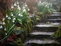 Snowdrops on the foggy forest path Royalty Free Stock Photo