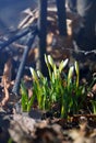 Snowdrops in the forest close-up. Royalty Free Stock Photo