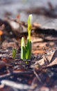 Snowdrops in the forest close-up. Royalty Free Stock Photo