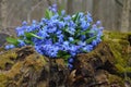 Snowdrops in the forest