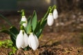 Snowdrops on forest floor. Close-up with selective focus Royalty Free Stock Photo