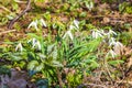 Snowdrops on the forest floor with foliage and grass Germany Royalty Free Stock Photo