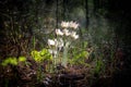 Snowdrops flowers of the forest in may, Russia Royalty Free Stock Photo