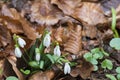 Snowdrops in a forest Royalty Free Stock Photo