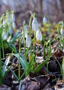 Snowdrops in the forest. Morning. Spring. Close-up.