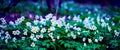 Snowdrops in the Forest. Spring Background with Blooming Flowers Royalty Free Stock Photo