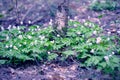 Snowdrops in the Forest. Spring Background with Blooming Flowers. Royalty Free Stock Photo