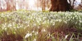 Snowdrops in forest Spring background Royalty Free Stock Photo