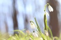 Snowdrops in the forest. Spring flowers. spring forest. Walking in the forest. Rest and flowers. Sunny day. Spring sunny morning. Royalty Free Stock Photo