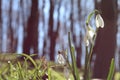 Snowdrops in the forest. Spring flowers. spring forest. Walking in the forest. Rest and flowers. Sunny day. Spring sunny morning. Royalty Free Stock Photo