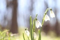 Snowdrops in the forest. Spring flowers. spring forest. Walking in the forest. Rest and flowers. Sunny day. Spring sunny morning. Royalty Free Stock Photo