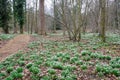 Snowdrops in Forest with trees Royalty Free Stock Photo