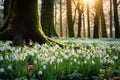Snowdrops forest violet blossom. Generate Ai Royalty Free Stock Photo