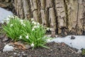 Snowdrops, Galanthus, Blooming Amidst Snow by Tree