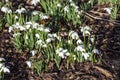 Snowdrops galanthus Flore Pleno Royalty Free Stock Photo