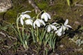 Snowdrops galanthus Flore Pleno