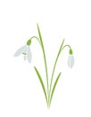 Snowdrops, galanthus flower. spring flower design element