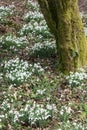 Snowdrops in springtime