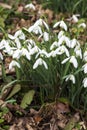 Snowdrops in springtime