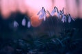 Snowdrops Galanthus nivalis in the dark forest at sunset. Beautiful snowdrop flowers Galanthus nivalis at spring. Art